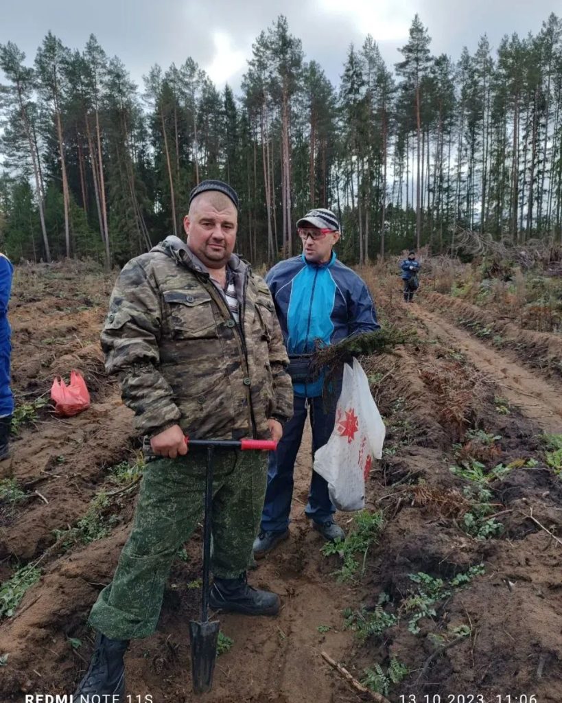 посадка леса