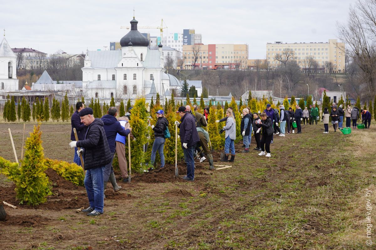 Живой лабиринт высаживают в Могилеве - Могилевское областное объединение  профсоюзов